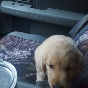 Meet your Posher, Louie